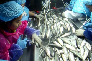 海水養(yǎng)殖魚類病害防控生物制品研發(fā)與應(yīng)用項(xiàng)目通過(guò)階段驗(yàn)收